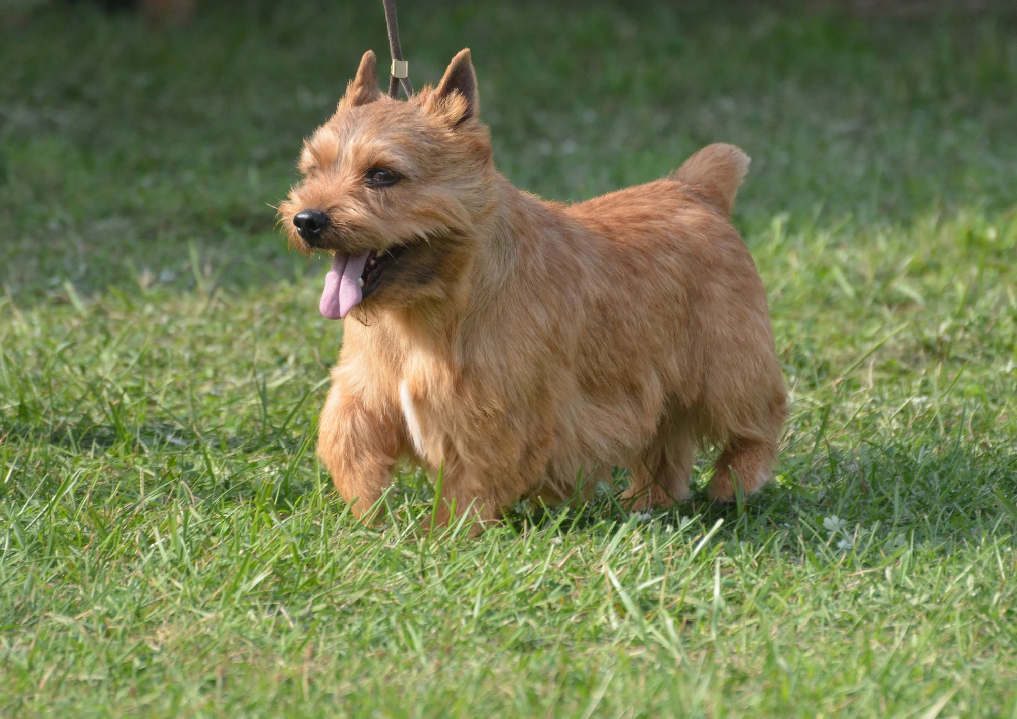 Chien de race Terrier irlandais Glen of Imaal